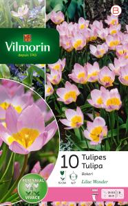 Tulipe Lilac Wonder (x10)